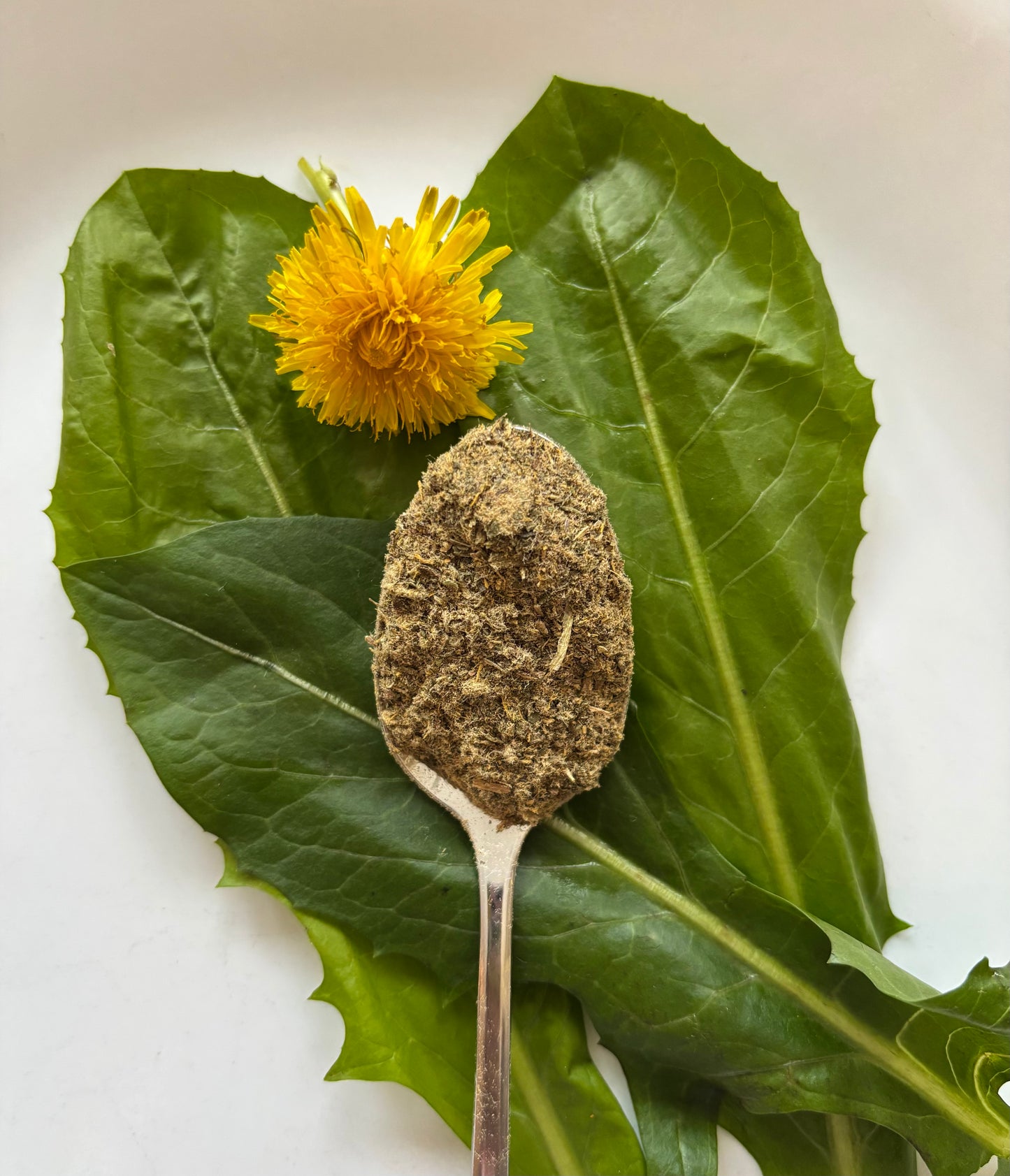 The Last Dandelion