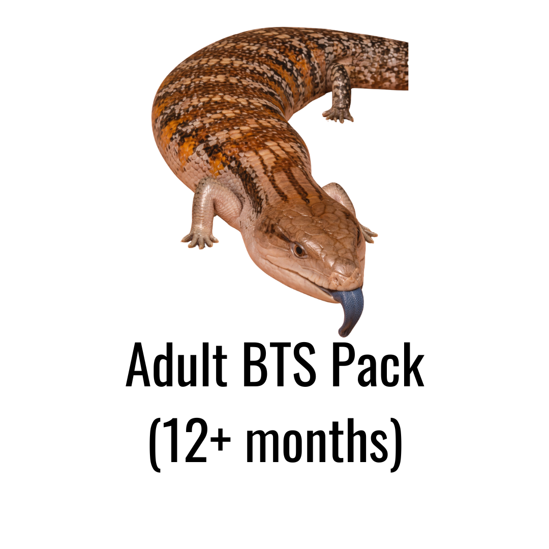 Adult BTS Pack (12+ months)