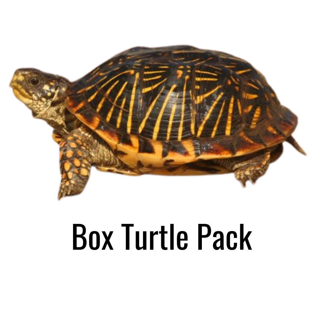 Box Turtle Pack
