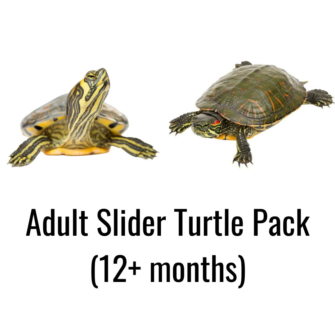 Adult Slider Turtle Pack (12+ months)