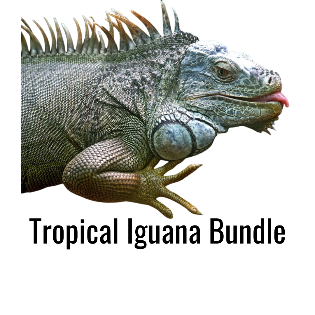Tropical Iguana Bundle