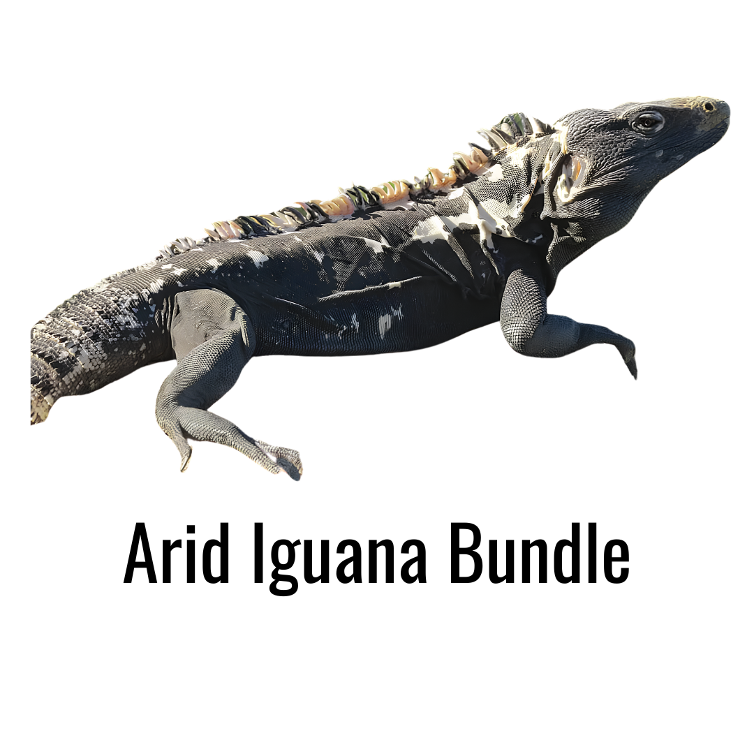 Arid Iguana Bundle