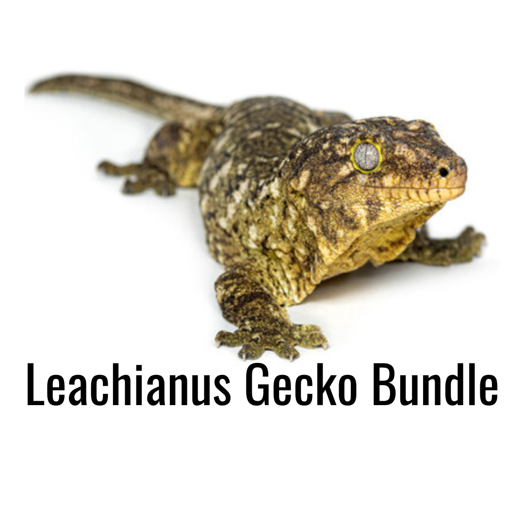 Leachianus Gecko Bundle