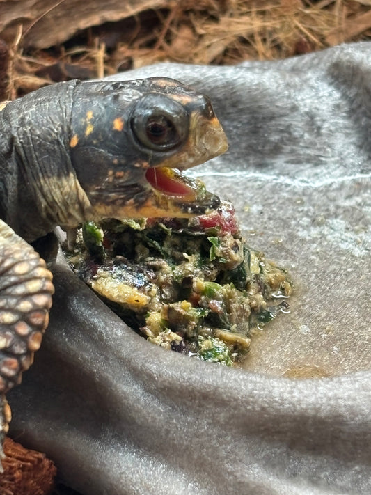Box Turtle Fresh Food