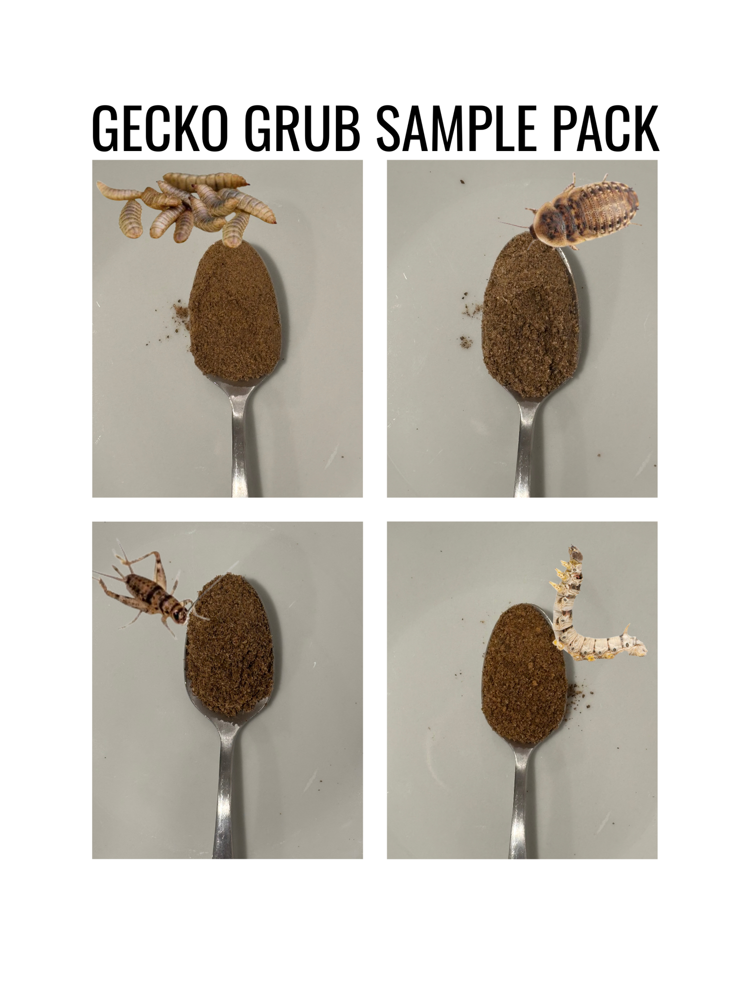Sticky Toed Geckos - Combos