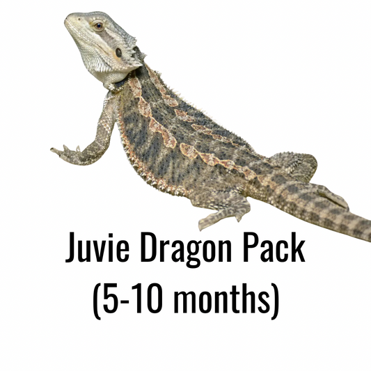 Juvie Dragon Pack (5-10 months)
