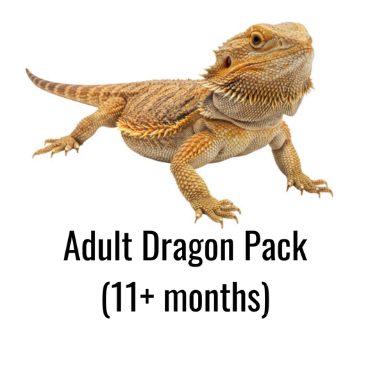 Adult Dragon Pack (11+ months)