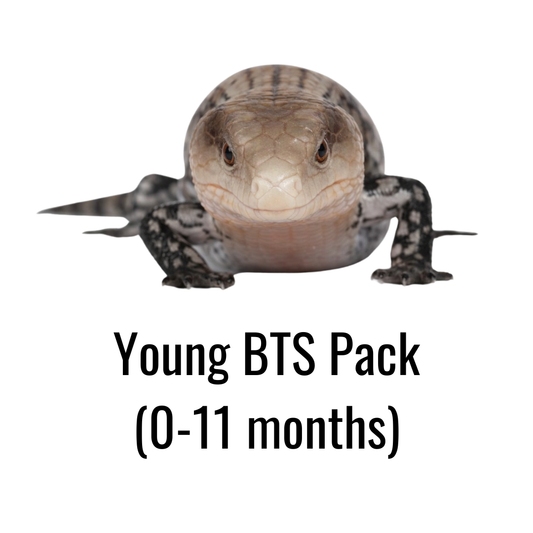 Young BTS Pack (0-11 months)