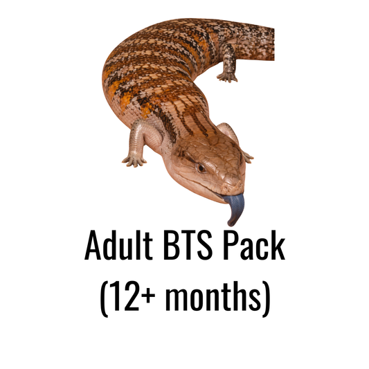 Adult BTS Pack (12+ months)