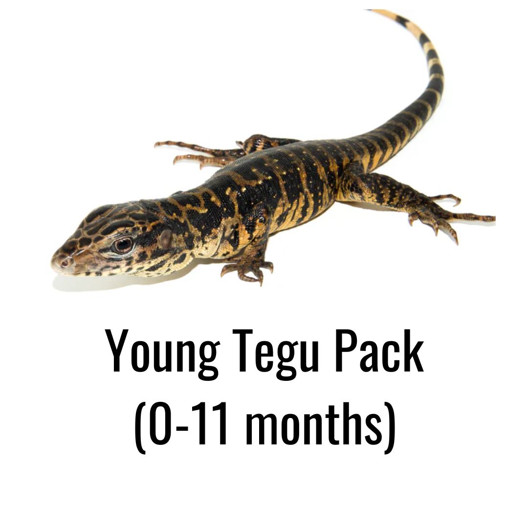 Young Tegu Pack (0-11 months)