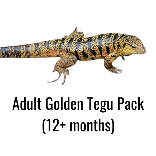 Adult Golden Tegu Pack (12+ months)