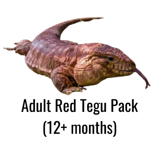 Adult Red Tegu Pack (12+ months)