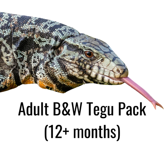 Adult B&W Tegu Pack (12+ months)
