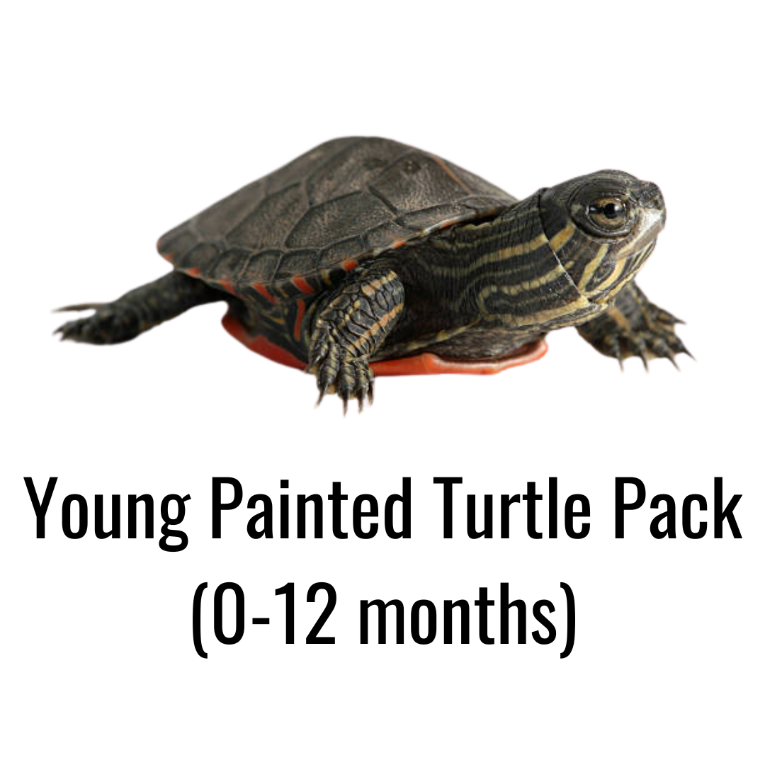 Young Painted Turtle Pack (0-12 months)