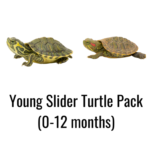 Young Slider Turtle Pack (0-12 months)
