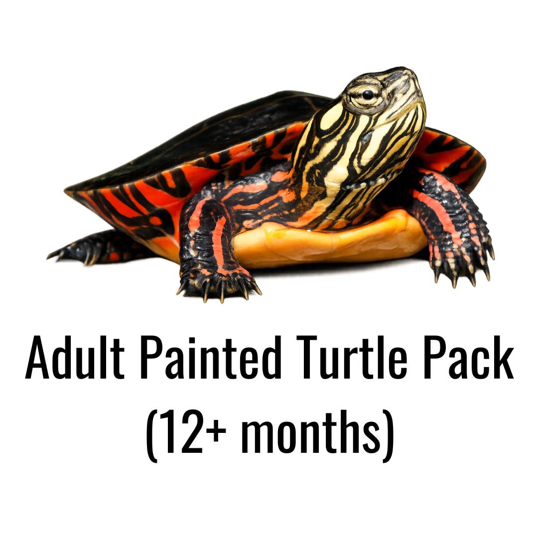 Adult Painted Turtle Pack (12+ months)