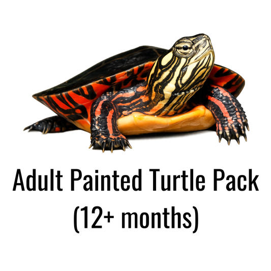 Adult Painted Turtle Pack (12+ months)