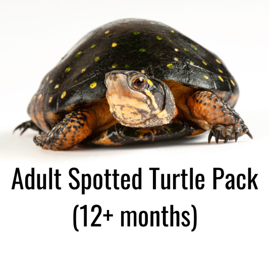 Adult Spotted Turtle Pack (12+ months)