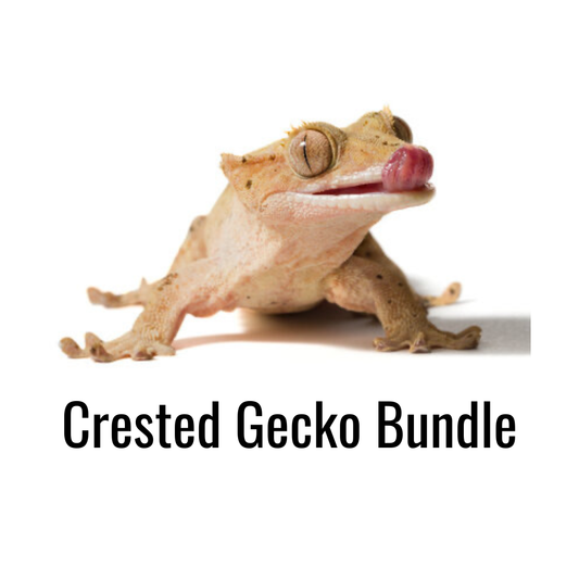 Crested Gecko Bundle