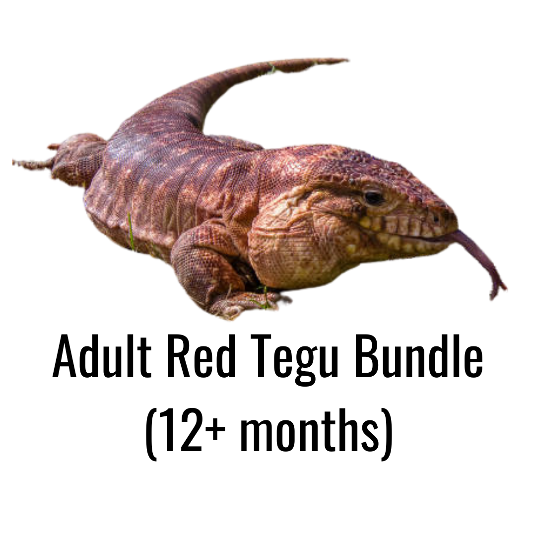 Adult Red Tegu Bundle (12+ months)