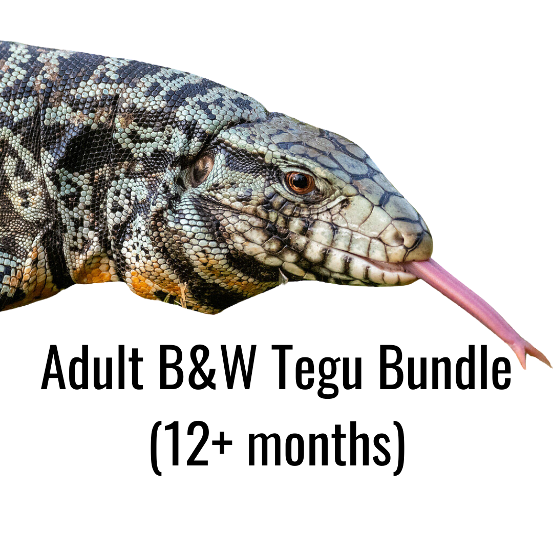 Adult B&W Tegu Bundle (12+ months)