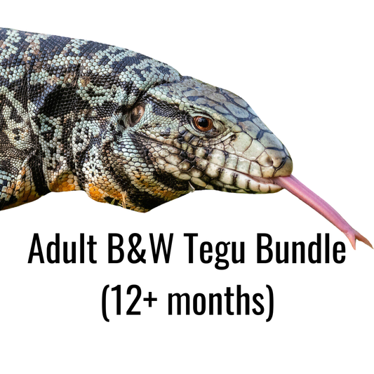 Adult B&W Tegu Bundle (12+ months)