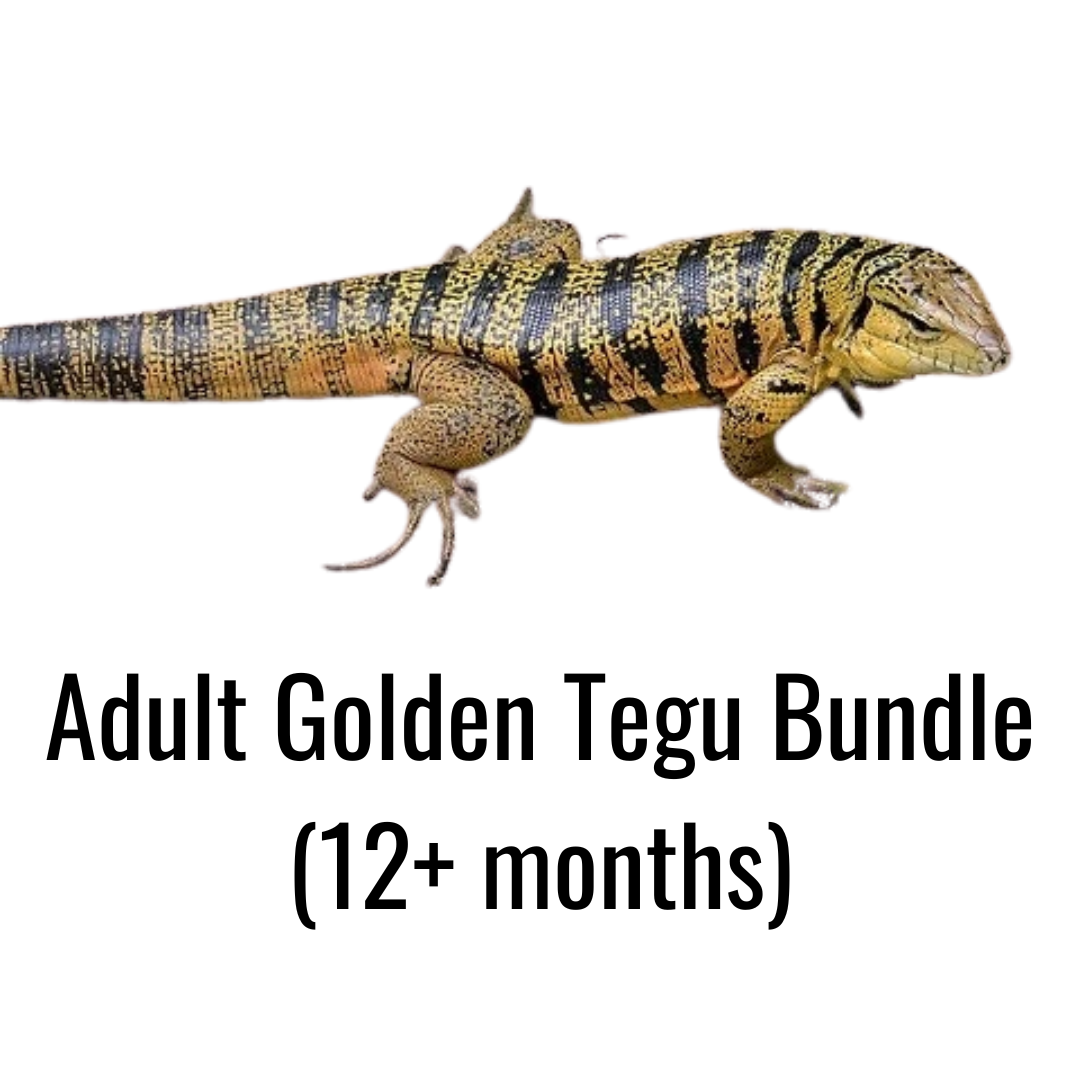 Adult Golden Tegu Bundle (12+ months)