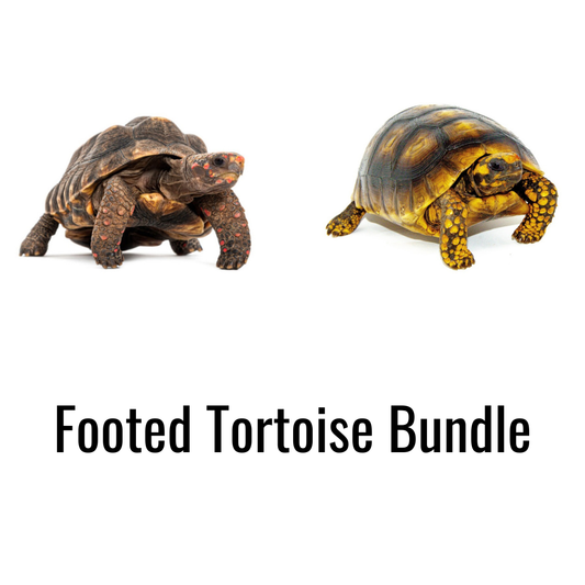 Footed Tortoise Bundle