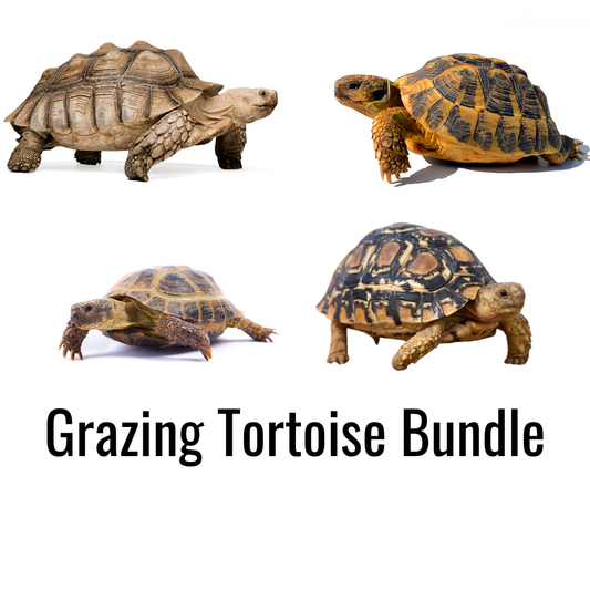 Grazing Tortoise Bundle
